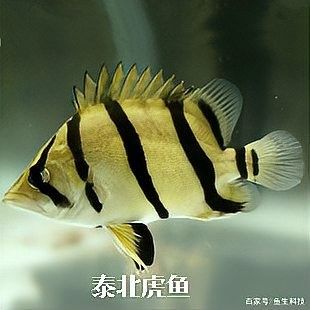 如何設(shè)置龍魚(yú)和虎魚(yú)的水溫（如何為龍魚(yú)和虎魚(yú)設(shè)定適宜水溫）