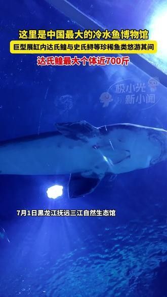 三江哪個水族館龍魚好？祥龍魚場龍魚 三江哪個水族館龍魚好？祥龍魚場龍魚 龍魚百科 第6張