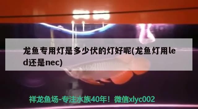 龍魚(yú)專用燈是多少伏的燈好呢(龍魚(yú)燈用led還是nec)