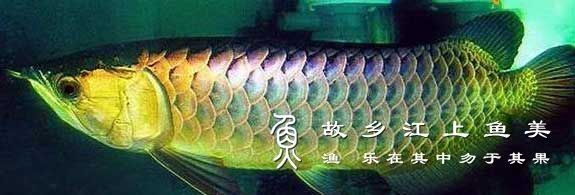 金頭龍魚和過背龍的飼養難度如何（頭龍魚和過背龍哪個更值錢金頭龍魚和過背龍的價格差異大嗎） 金頭龍魚和過背龍的飼養難度如何（頭龍魚和過背龍哪個更值錢金頭龍魚和過背龍的價格差異大嗎） 龍魚百科 第2張