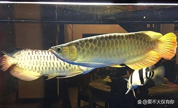 過背龍魚繁殖成功率有多高（過背金龍魚的繁殖成功率）