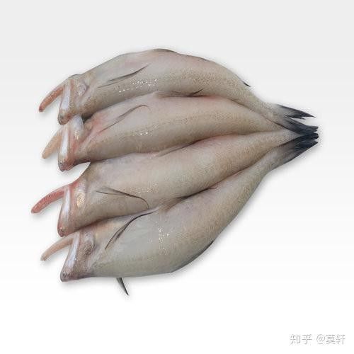 如何避免龍魚同類相食（龍魚三條不打架養(yǎng)寵小能手盤點(diǎn)家庭飼養(yǎng)名貴龍魚的那些大坑）