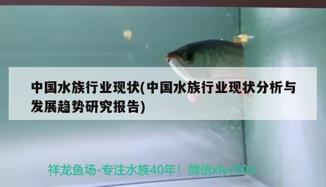 中國水族行業現狀(中國水族行業現狀分析與發展趨勢研究報告)