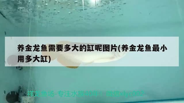 養金龍魚需要多大的缸呢圖片(養金龍魚最小用多大缸)