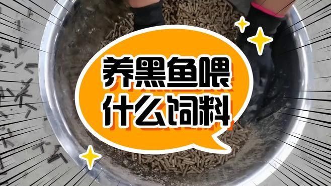 黑缸飼養(yǎng)需要哪些特殊設(shè)備？（黑缸飼養(yǎng)的最佳溫度是多少黑缸飼養(yǎng)的最佳溫度是多少）