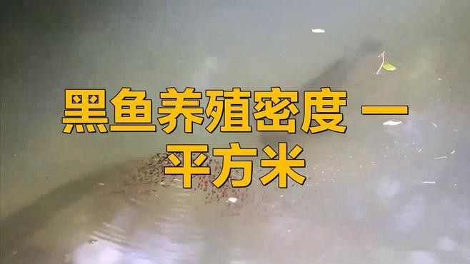 黑缸飼養(yǎng)需要哪些特殊設(shè)備？（黑缸飼養(yǎng)的最佳溫度是多少黑缸飼養(yǎng)的最佳溫度是多少）