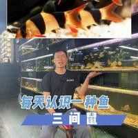 如何判斷三間鼠魚是否健康？（三間鼠魚是否健康）