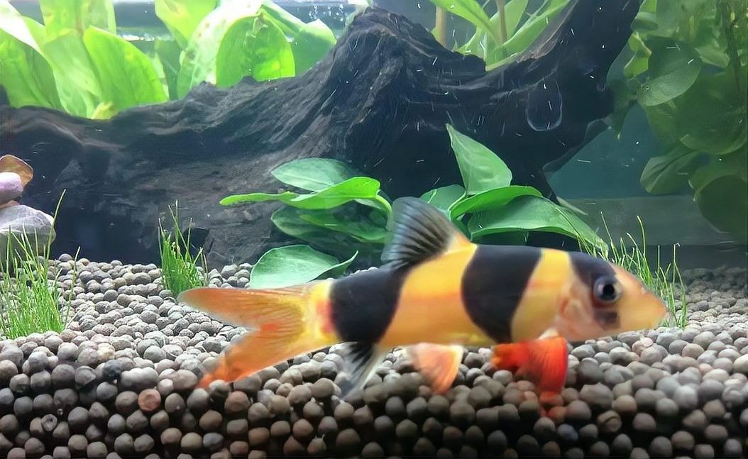 如何判斷三間鼠魚是否健康？（三間鼠魚是否健康）