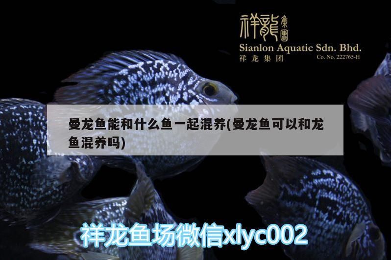 魚缸 曼龍魚能和什么魚一起混養(曼龍魚可以和龍魚混養嗎) 觀賞魚百科 曼龍魚能和什么魚一起混養(曼龍魚可以和龍魚混養嗎) 曼龍魚能和什么魚一起混養(曼龍魚可以和龍魚混養嗎) 觀賞魚百科