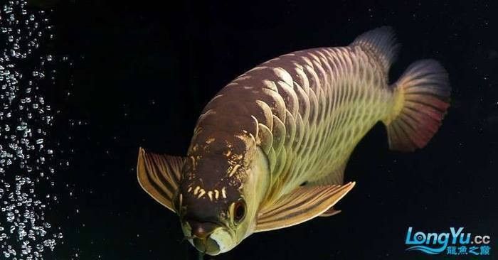 金龍魚和紅龍魚的區別是什么（金龍魚和紅龍魚的區別） 金龍魚和紅龍魚的區別是什么（金龍魚和紅龍魚的區別） 龍魚百科 第12張