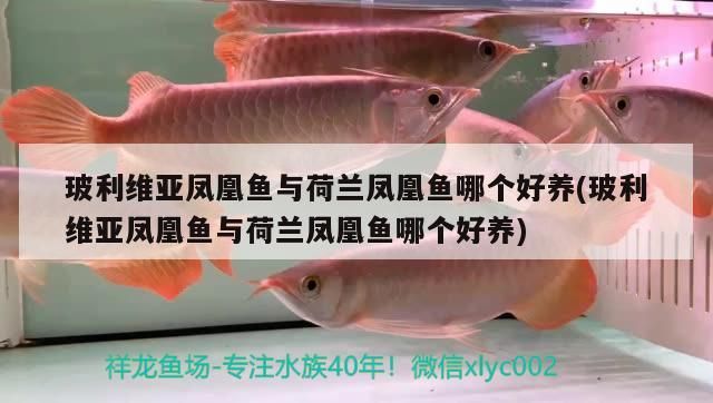 玻利維亞鳳凰魚(yú)與荷蘭鳳凰魚(yú)哪個(gè)好養(yǎng)(玻利維亞鳳凰魚(yú)與荷蘭鳳凰魚(yú)哪個(gè)好養(yǎng))（十大最難養(yǎng)的小型觀賞魚(yú)）