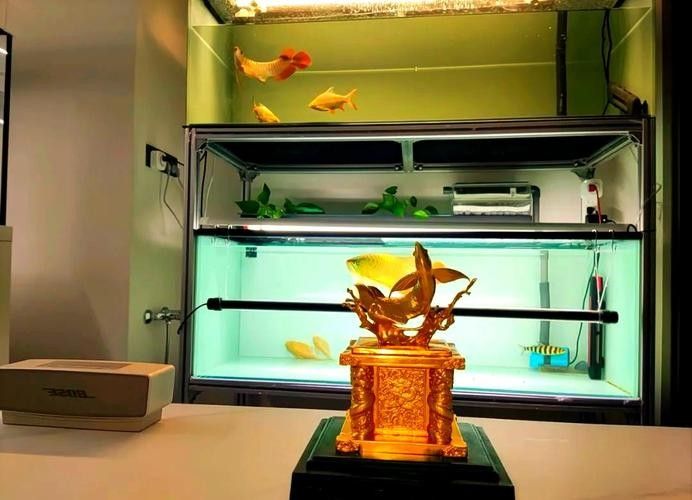 龍魚缸濾材擺放案例圖(魚缸濾材擺放案例圖) 龍魚百科 第11張 龍魚缸濾材擺放案例圖(魚缸濾材擺放案例圖) 龍魚缸濾材擺放案例圖(魚缸濾材擺放案例圖) 龍魚百科 第11張