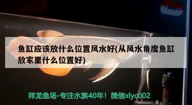 魚缸應該放什么位置風水好(從風水角度魚缸放家里什么位置好) 魚缸應該放什么位置風水好(從風水角度魚缸放家里什么位置好) 觀賞魚百科