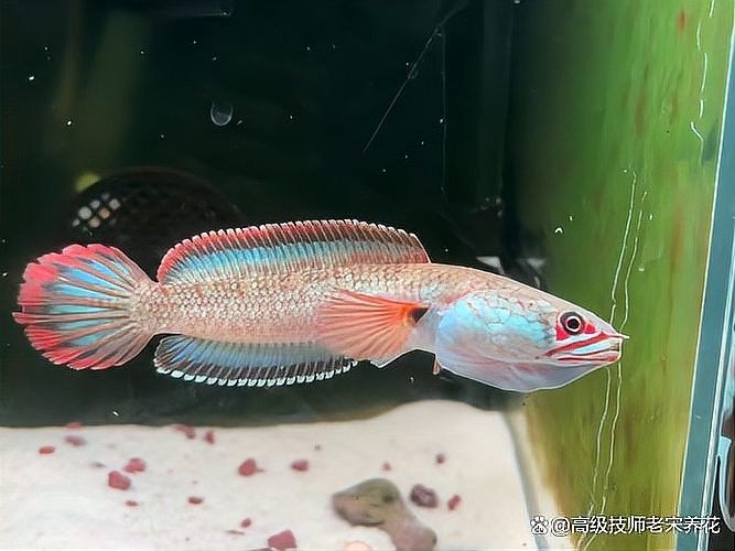 如何設置七彩雷龍魚的魚缸（七彩雷龍魚飼養指南:打造舒適水域的五大關鍵）