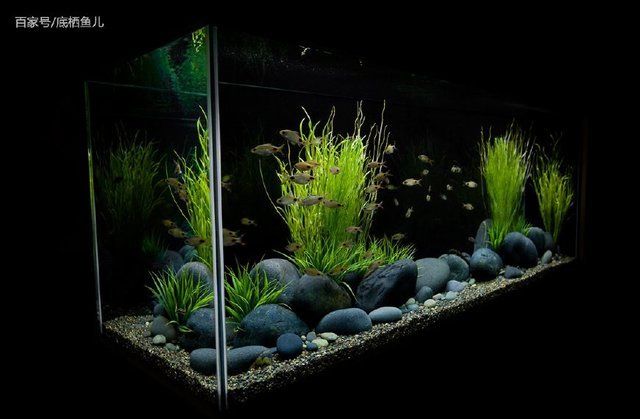 海口美蘭諒魚訪水族館（海口美蘭區釣魚的地方） 海口美蘭諒魚訪水族館（海口美蘭區釣魚的地方） 觀賞魚百科