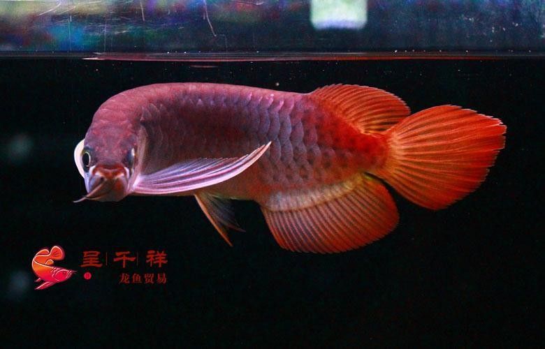 呈千祥龍魚漁場價格如何？（呈千祥龍魚價格如何） 呈千祥龍魚漁場價格如何？（呈千祥龍魚價格如何） 龍魚百科 第4張