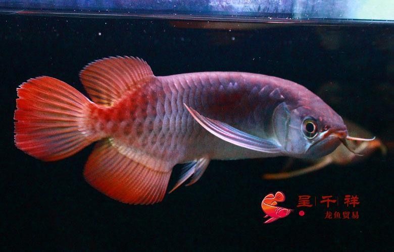 呈千祥龍魚漁場價格如何？（呈千祥龍魚價格如何） 呈千祥龍魚漁場價格如何？（呈千祥龍魚價格如何） 龍魚百科 第3張