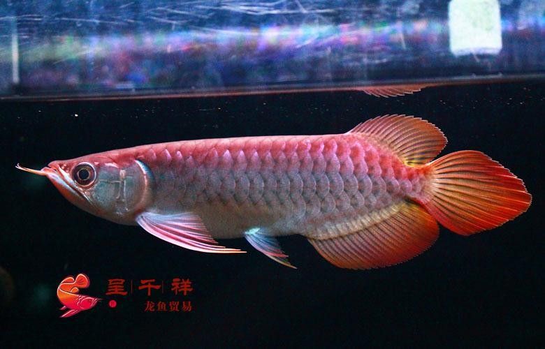 呈千祥龍魚漁場價格如何？（呈千祥龍魚價格如何） 呈千祥龍魚漁場價格如何？（呈千祥龍魚價格如何） 龍魚百科 第5張