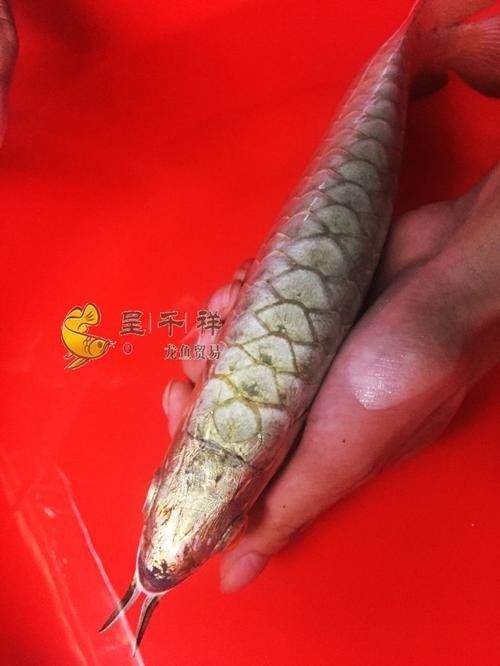 呈千祥龍魚漁場價格如何？（呈千祥龍魚價格如何） 呈千祥龍魚漁場價格如何？（呈千祥龍魚價格如何） 龍魚百科 第2張
