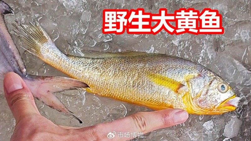 呈千祥龍魚漁場價格如何？（呈千祥龍魚價格如何） 呈千祥龍魚漁場價格如何？（呈千祥龍魚價格如何） 龍魚百科 第12張
