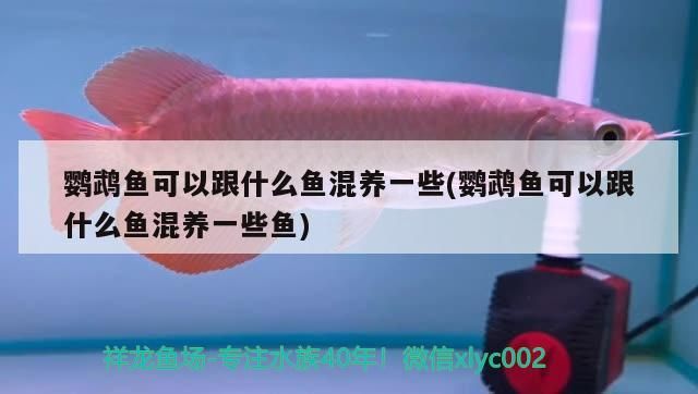 鸚鵡魚可以跟什么魚混養一些(鸚鵡魚可以跟什么魚混養一些魚)