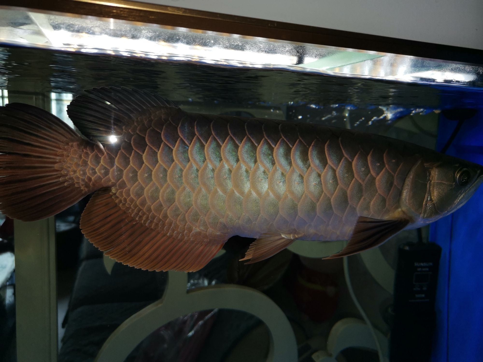 銀川觀賞魚市場到家十一個月（銀川觀賞魚市場發展）