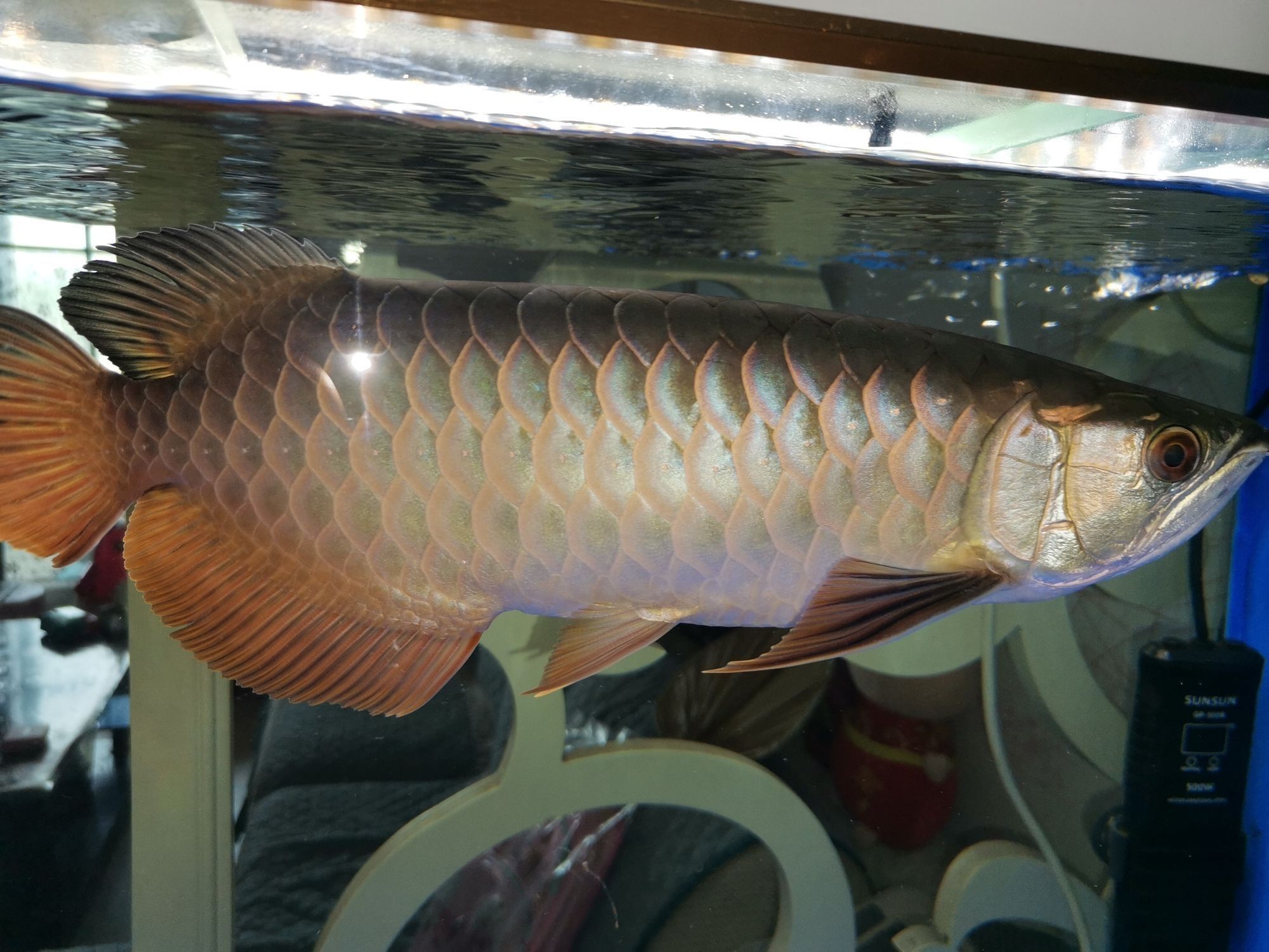 銀川觀賞魚市場到家十一個月（銀川觀賞魚市場發展）
