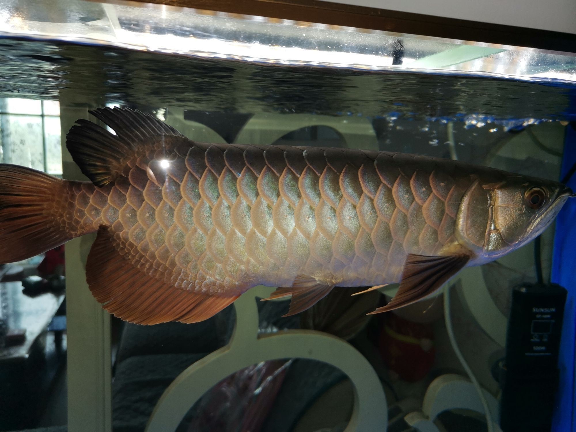 銀川觀賞魚市場到家十一個月（銀川觀賞魚市場發展）