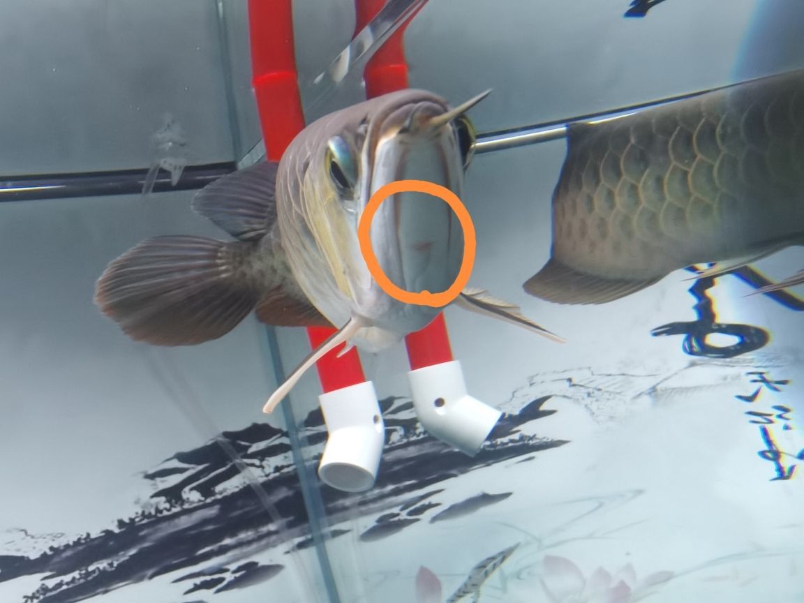 圓形魚缸怎么造景好看又簡(jiǎn)單的（圓形魚缸怎么造景好看又簡(jiǎn)單的圖片大全）（如何打造一個(gè)既美觀又實(shí)用的圓形魚缸景觀）
