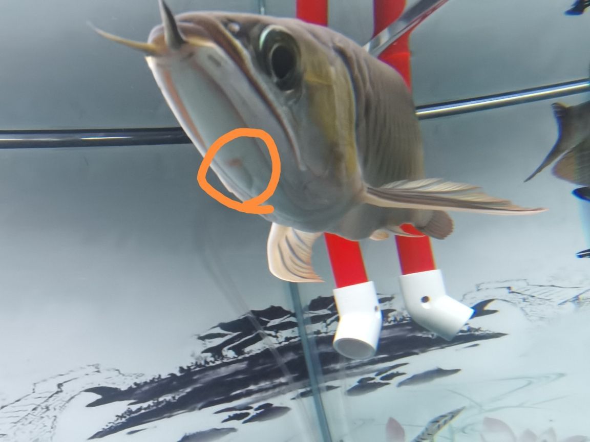 圓形魚缸怎么造景好看又簡(jiǎn)單的（圓形魚缸怎么造景好看又簡(jiǎn)單的圖片大全）（如何打造一個(gè)既美觀又實(shí)用的圓形魚缸景觀）