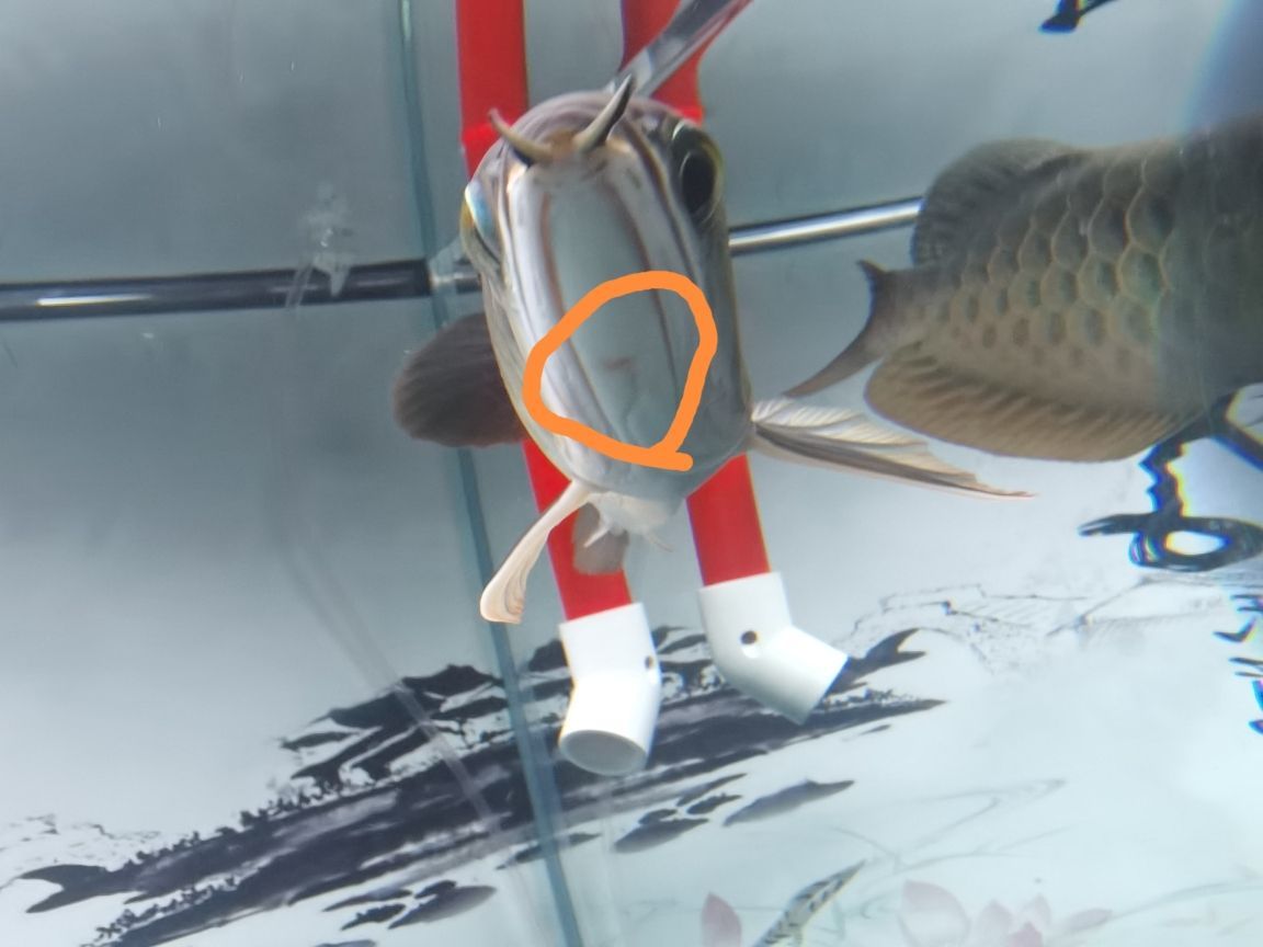 圓形魚缸怎么造景好看又簡(jiǎn)單的（圓形魚缸怎么造景好看又簡(jiǎn)單的圖片大全）（如何打造一個(gè)既美觀又實(shí)用的圓形魚缸景觀）