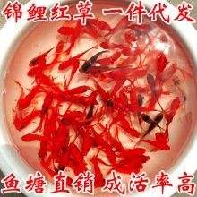 哪種飼料魚最便宜？（探討哪種飼料魚最便宜時(shí)需要考慮多個(gè)因素，我們需要考慮多個(gè)因素）
