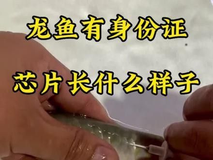 紅龍魚芯片價格是多少（紅龍魚價格多少錢一條） 紅龍魚芯片價格是多少（紅龍魚價格多少錢一條） 龍魚百科 第8張