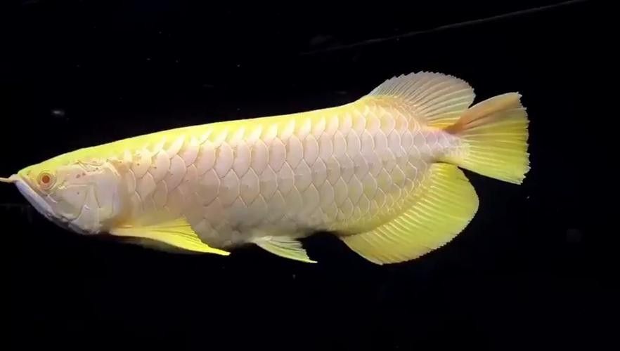 白化紅龍魚(yú)有哪些知名品種（白化紅龍魚(yú)有哪些品種？）