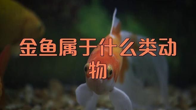 如何區分金龍魚和金魚？（養魚小藝，金龍魚種類詳解與鑒別方法）