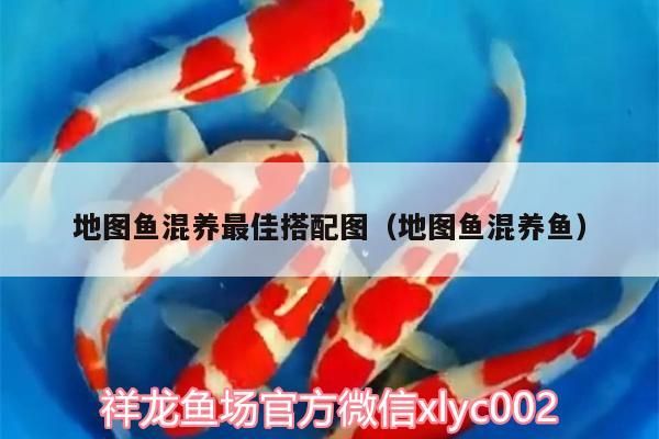 龍魚 地圖魚混養(yǎng)最佳搭配圖(地圖魚混養(yǎng)魚)(地圖魚怎么混養(yǎng)) 觀賞魚百科 地圖魚混養(yǎng)最佳搭配圖(地圖魚混養(yǎng)魚)(地圖魚怎么混養(yǎng)) 地圖魚混養(yǎng)最佳搭配圖(地圖魚混養(yǎng)魚)(地圖魚怎么混養(yǎng)) 觀賞魚百科
