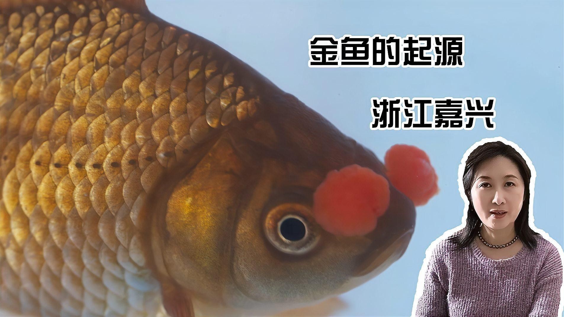 嘉興龍魚養殖場的發展歷史（嘉興龍魚養殖場發展歷程）