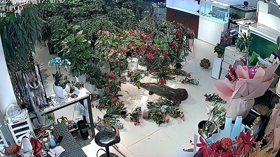 巨骨舌魚和金龍魚可以混養嗎（巨骨舌魚和金龍魚可以混養，但需要注意以下幾點：）