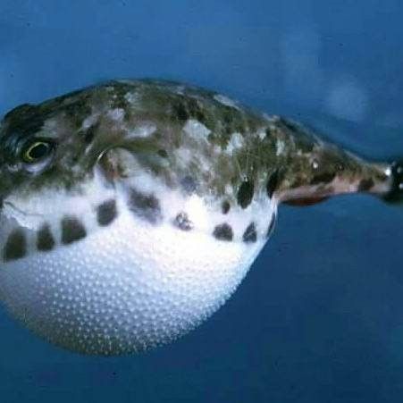 哪些魚死后會產生毒素？（探討魚類死后產生的毒素這一問題需要了解的是） 哪些魚死后會產生毒素？（探討魚類死后產生的毒素這一問題需要了解的是） 龍魚百科 第2張