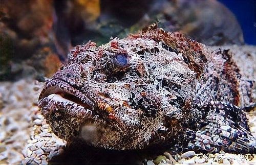 哪些魚死后會產生毒素？（探討魚類死后產生的毒素這一問題需要了解的是） 哪些魚死后會產生毒素？（探討魚類死后產生的毒素這一問題需要了解的是） 龍魚百科 第5張