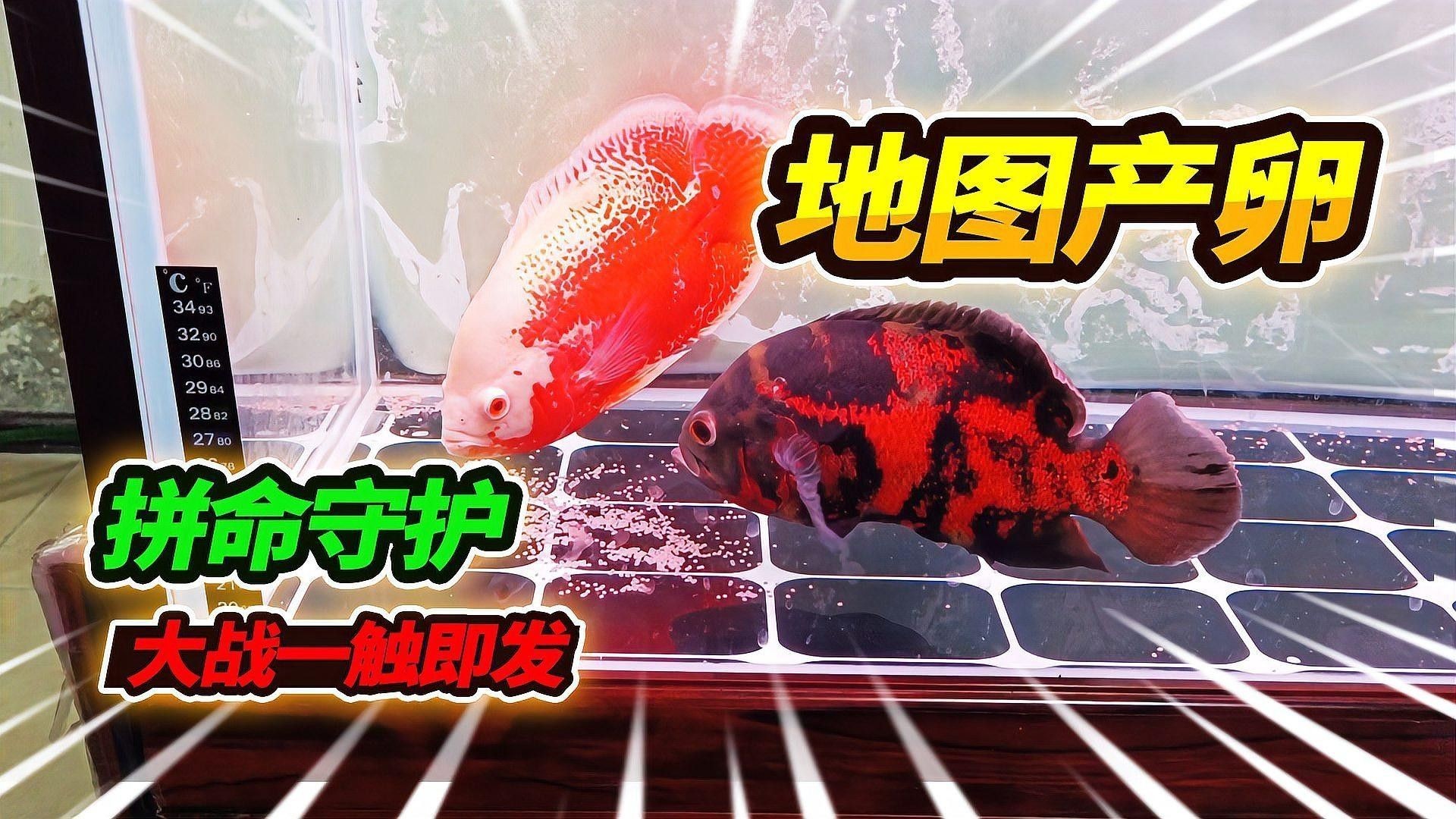 如何減少金龍魚和地圖魚的攻擊行為（極客汐潮,觀賞魚打架解決方案全指南） 如何減少金龍魚和地圖魚的攻擊行為（極客汐潮,觀賞魚打架解決方案全指南） 龍魚百科 第1張