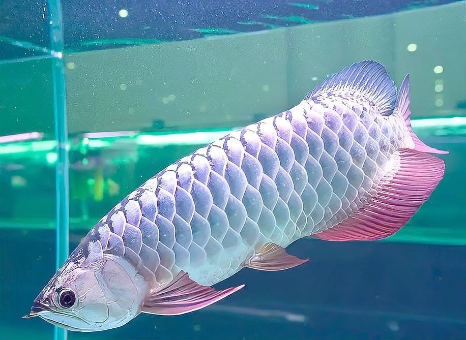 如何減少金龍魚和地圖魚的攻擊行為（極客汐潮,觀賞魚打架解決方案全指南） 如何減少金龍魚和地圖魚的攻擊行為（極客汐潮,觀賞魚打架解決方案全指南） 龍魚百科 第2張