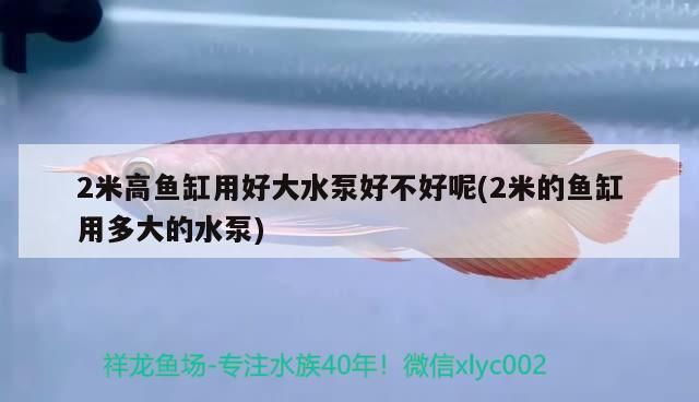 2米高魚(yú)缸用好大水泵好不好呢(2米的魚(yú)缸用多大的水泵)（2米高魚(yú)缸用好大水泵、2米高魚(yú)缸用好大水泵好不好） 2米高魚(yú)缸用好大水泵好不好呢(2米的魚(yú)缸用多大的水泵)（2米高魚(yú)缸用好大水泵、2米高魚(yú)缸用好大水泵好不好） 觀賞魚(yú)百科