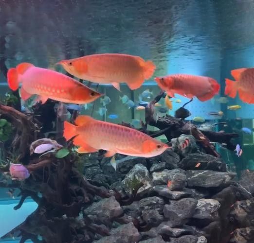 瓊山哪個水族館龍魚好?祥龍魚場龍魚(瓊山祥龍魚場) 龍魚百科 第6張 瓊山哪個水族館龍魚好?祥龍魚場龍魚(瓊山祥龍魚場) 瓊山哪個水族館龍魚好?祥龍魚場龍魚(瓊山祥龍魚場) 龍魚百科 第6張