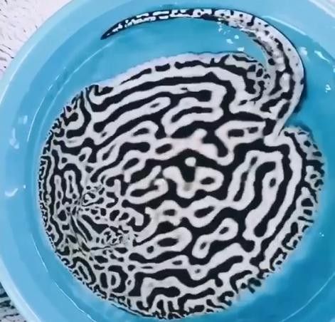 瓊山哪個水族館龍魚好?祥龍魚場龍魚(瓊山祥龍魚場) 龍魚百科 第5張 瓊山哪個水族館龍魚好?祥龍魚場龍魚(瓊山祥龍魚場) 瓊山哪個水族館龍魚好?祥龍魚場龍魚(瓊山祥龍魚場) 龍魚百科 第5張