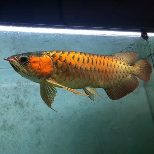 瓊山哪個水族館龍魚好?祥龍魚場龍魚(瓊山祥龍魚場) 龍魚百科 第8張 瓊山哪個水族館龍魚好?祥龍魚場龍魚(瓊山祥龍魚場) 瓊山哪個水族館龍魚好?祥龍魚場龍魚(瓊山祥龍魚場) 龍魚百科 第8張
