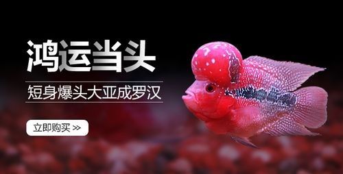 瓊山哪個水族館龍魚好?祥龍魚場龍魚(瓊山祥龍魚場) 龍魚百科 第7張 瓊山哪個水族館龍魚好?祥龍魚場龍魚(瓊山祥龍魚場) 瓊山哪個水族館龍魚好?祥龍魚場龍魚(瓊山祥龍魚場) 龍魚百科 第7張
