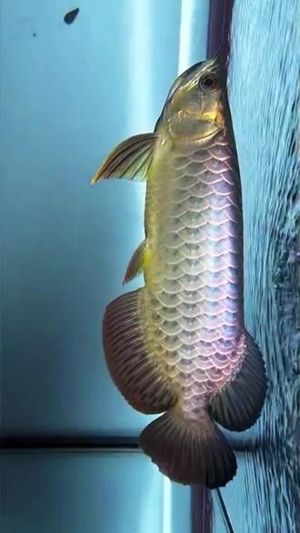 極品古典藍龍魚的價格是多少？（極品古典藍龍魚價格一般多少錢） 極品古典藍龍魚的價格是多少？（極品古典藍龍魚價格一般多少錢） 龍魚百科 第6張