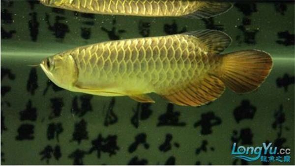 紅尾過背金龍魚的最佳飼養環境（紅尾過背金龍魚最佳飼養環境的要點） 紅尾過背金龍魚的最佳飼養環境（紅尾過背金龍魚最佳飼養環境的要點） 龍魚百科 第6張