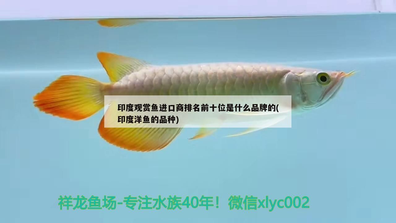 印度觀賞魚進口商排名前十位是什么品牌的(印度洋魚的品種)（印度觀賞魚進口商排名前十位是什么品牌） 印度觀賞魚進口商排名前十位是什么品牌的(印度洋魚的品種)（印度觀賞魚進口商排名前十位是什么品牌） 觀賞魚百科